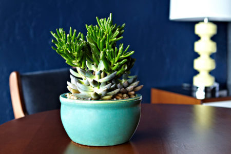 succulent on guestroom table